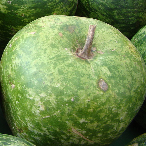 Large green apple-shaped gourd resembling an apple with stem, Gourd - Apple seeds