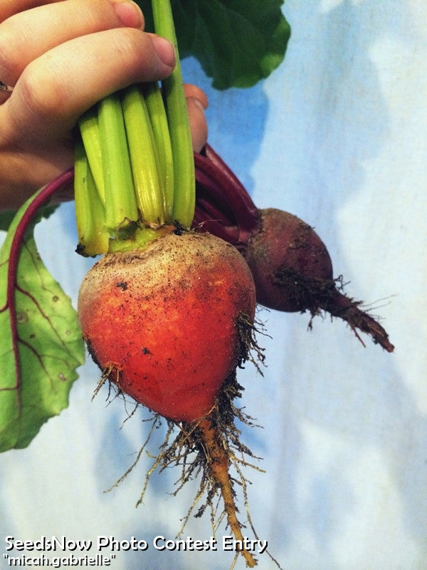 Hand holding freshly harvested round orange Detroit beets with green stems and roots visible
