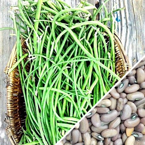 Heirloom Green Asparagus Yard-Long Pole beans with red seeds inside! Buy USA-quality heirloom organic non-GMO seeds to plant in your organic vegetable garden now!