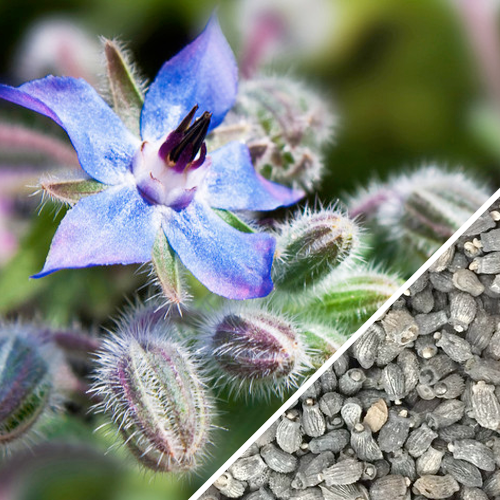 Non-GMO Borage (Starflower) seeds from SeedsNow, showing small, green flower seeds ideal for planting and gardening.