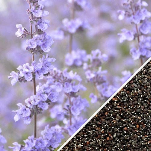 Non-GMO Catmint seeds by SeedsNow, showing small green seeds ideal for planting catmint in your garden.