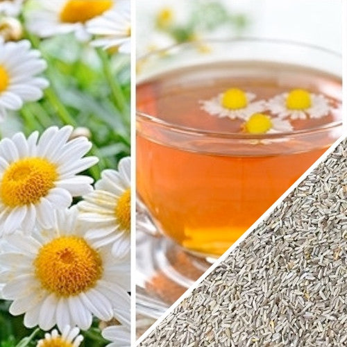 German Chamomile Seeds by SeedsNow, non-GMO flower seeds for growing chamomile plants in your garden.