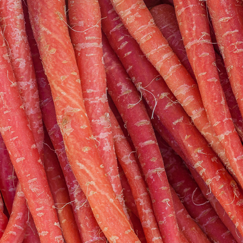 Nutri-Red carrot seeds by SeedsNow, 9-inch long carrot seeds for growing fresh, vibrant carrots in your garden.