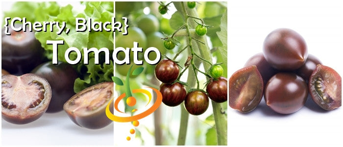 Black Cherry Tomato fruits whole and sliced with dark rich color on vine and white background