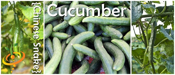 Chinese Snake cucumber fruits and vines showing curved green cucumbers with white spines growing on plants