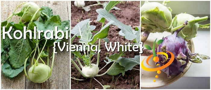 White Vienna Kohlrabi Seeds from SeedsNow, small seed packet with detailed label for growing white kohlrabi vegetables.