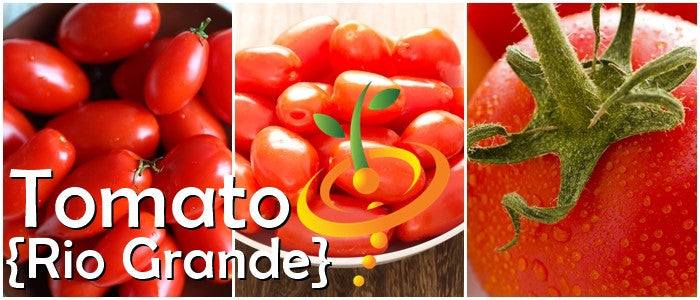 Rio Grande Tomato Seeds (Determinate) | Close-up of bright red Rio Grande plum tomatoes on the vine and in a bowl