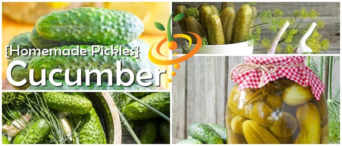 Homemade Pickles cucumber variety with fresh cucumbers and jars of pickles