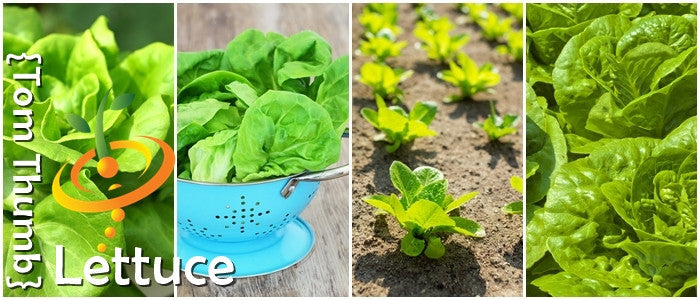 Tom Thumb lettuce seeds with fresh leaves, growing plants in soil, and harvested heads in a colander