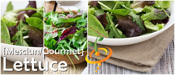 Gourmet mesclun mix lettuce seeds from SeedsNow, showing small seed grains suitable for planting a lettuce garden.