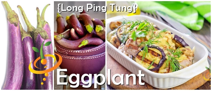 Long Ping Tung eggplant variety with fresh fruits, harvested eggplants in a pot, and cooked eggplant dish garnished with herbs