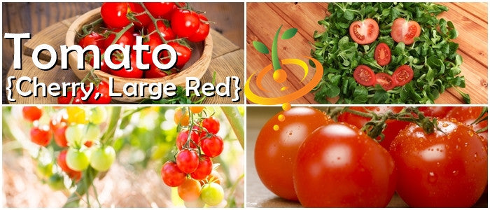 Seed Starter Kit featuring large red cherry tomatoes in baskets, on the vine, and with leafy greens.