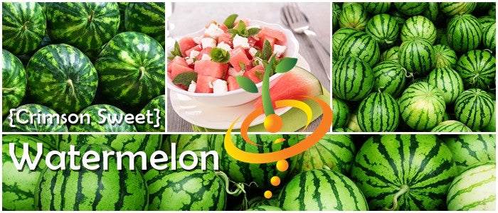 Crimson Sweet watermelon seeds from SeedsNow, showcasing small black seeds with a glossy surface on a white background.