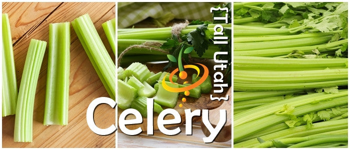 Tall Utah celery plant from SeedsNow with green stalks and leafy tops, ready for harvesting in a garden.