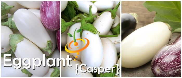 Close-up of rare white heirloom Eggplant (Aubergine) Casper variety with smooth ivory-white skin and green stems.