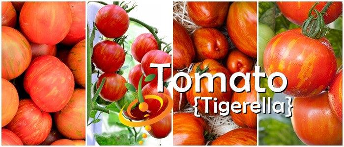 High quality heirloom organic Tomato Tigerella seeds with bright red and orange striped fruit on the vine