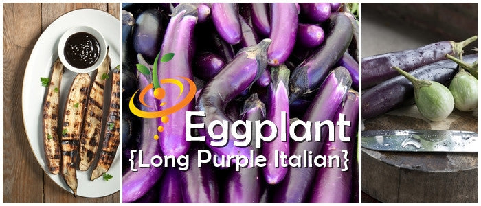 Long purple Italian eggplant plant with lush green leaves and developing fruit, ready for planting in a garden.