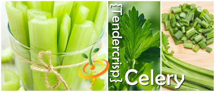 Fresh tendercrisp celery stalks in glass, close-up of celery leaf, and chopped celery on cutting board