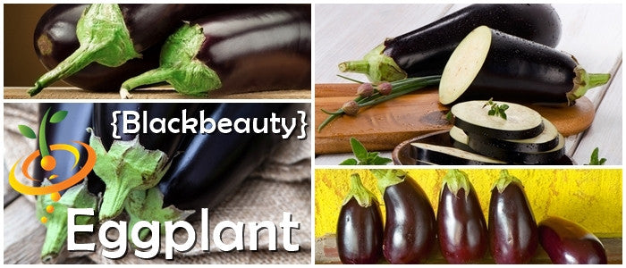 Black Beauty eggplant (aubergine) seeds from SeedsNow, showing shiny dark purple eggplants on the plant.