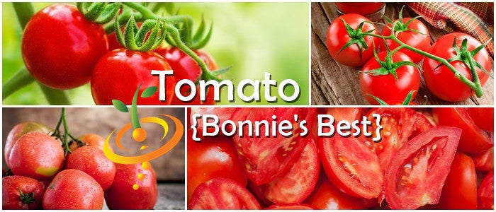 Bonny Best Tomato vibrant red round tomatoes on vine and sliced fresh tomatoes close-up