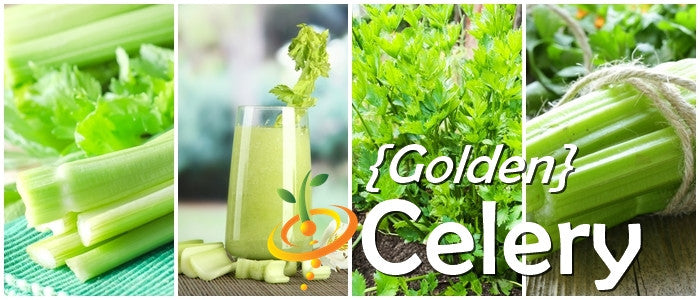 Golden celery seeds from SeedsNow, showing small, golden-brown seeds on a white background.