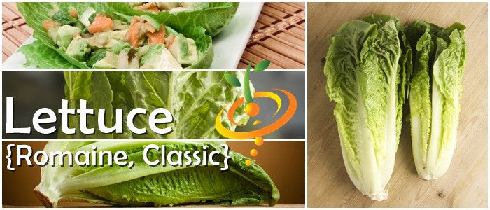 Fresh Romaine lettuce from SeedsNow, classic Paris Island Cos variety, leafy green vegetable for salads and sandwiches.