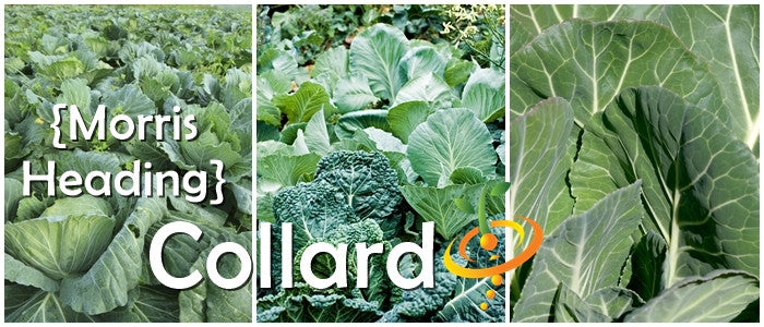 Fresh collard greens from SeedsNow, showing lush green leaves of Morris Heading collard seeds for planting.