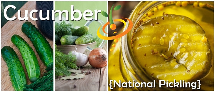 National Pickling seeds cucumber fresh cucumbers dill pickles jar close-up
