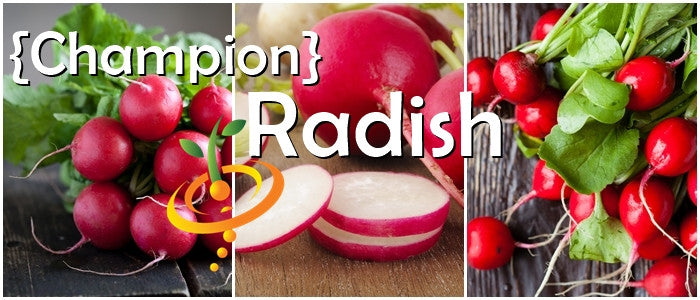 Fresh vibrant red Champion radishes with green leaves, whole and sliced, showcasing their bright red skin and white interior.
