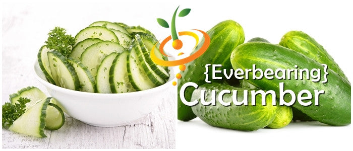 Everbearing cucumber seeds from SeedsNow, showing fresh green cucumber seed packets on a white background.