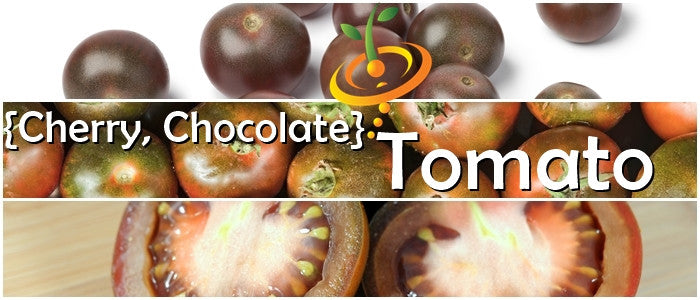 Cherry chocolate tomato indeterminate seeds from SeedsNow, showing fresh seed packets for growing flavorful, sweet cherry tomatoes.