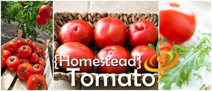 Homestead Tomato determinate seeds by SeedsNow, showing vibrant green tomato seedlings in a garden setting.
