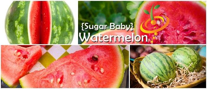 Close-up of sliced Sugarbaby watermelon showing bright red interior and seeds, whole Sugarbaby watermelons with green striped rind in basket