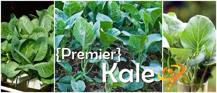 Premier Kale seeds growing in soil with green leafy plants ideal for juicing and cold-hardy harvests