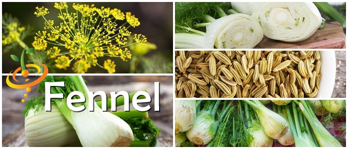 Fresh Florence fennel seeds from SeedsNow, showing green fennel bulbs and feathery fronds on a rustic surface.