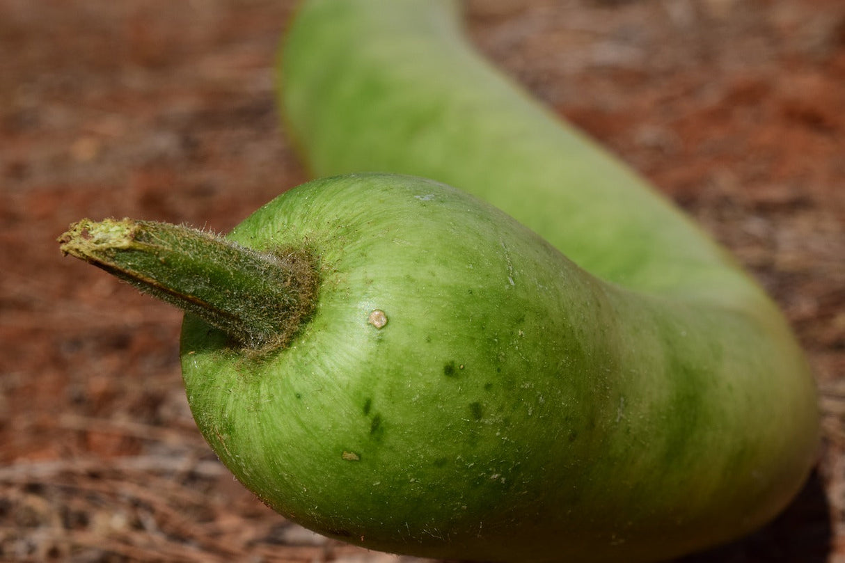 Long-handle gourd seed for dipping, shown with a smooth, curved pumpkin-shaped gourd on a white background.