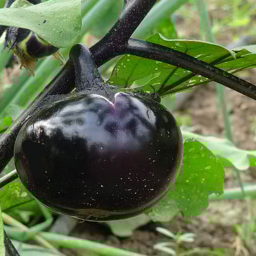 Round black eggplant (aubergine) SeedsNow seeds showing glossy, dark purple skin and round shape on a white background.