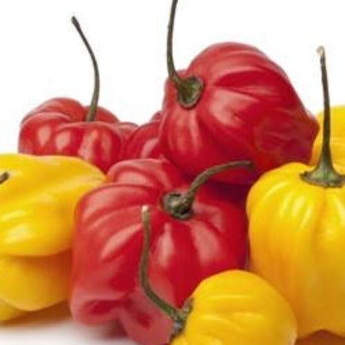 Pepper (Hot) - Scotch Bonnet, Red  π₯π₯π₯ - SeedsNow.com