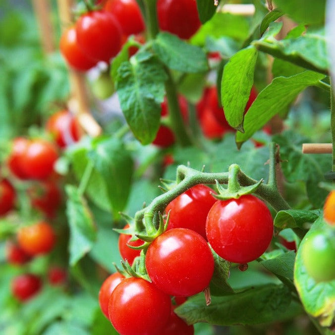 Tomato Gardener's Delight Sugar Lump Seeds | Sweet, Early, High Yields