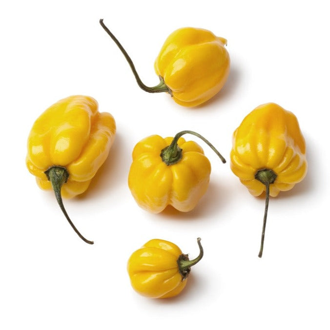 Pepper (Hot) - Scotch Bonnet, Yellow π₯π₯π₯ - SeedsNow.com