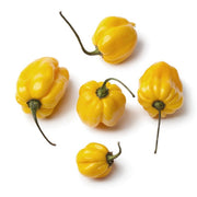 Pepper (Hot) - Scotch Bonnet, Yellow π₯π₯π₯ - SeedsNow.com