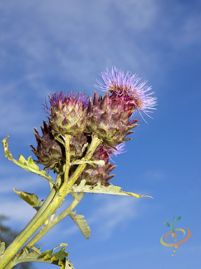 Purple Cardoon seeds from SeedsNow, featuring close-up of vibrant thistle-like flower buds on a sunny background.