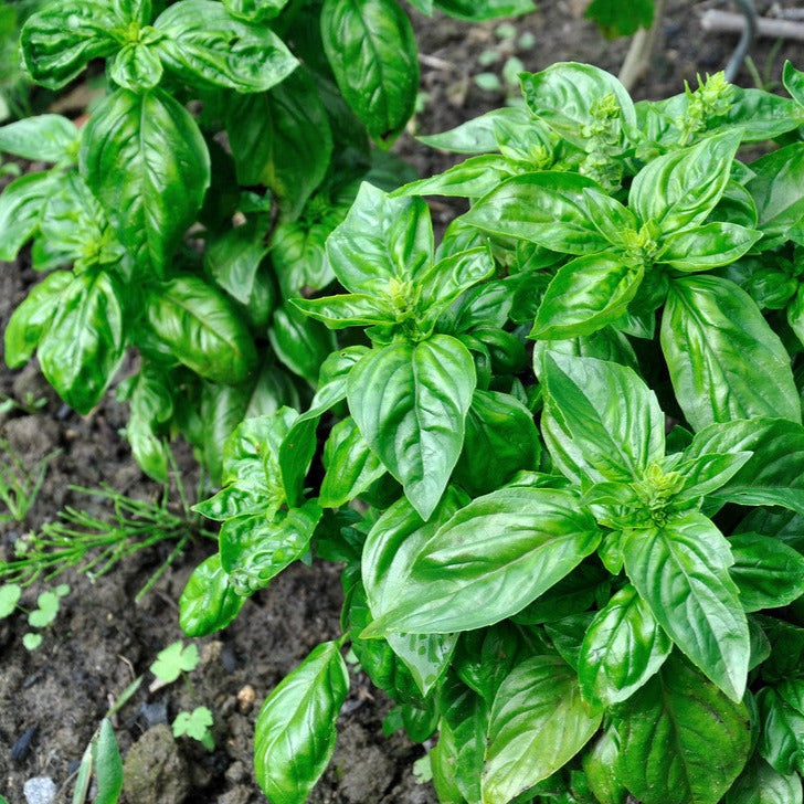 Italian Large Leaf Basil Seeds | Heirloom Variety for Culinary & Health Benefits