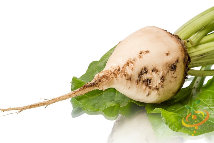 White Detroit beet root with green leaves isolated on white background