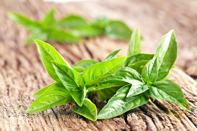 Fresh Italian Large Leaf Basil with bright green, smooth leaves on a wooden surface