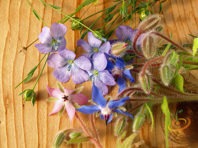 Borage (Starflower) flower seeds from SeedsNow, showing vibrant blue star-shaped flowers and green foliage.