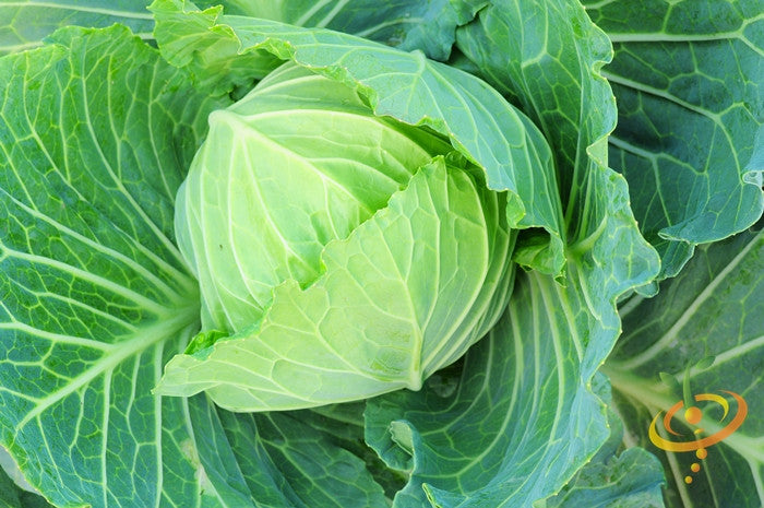 Fresh green Brunswick cabbage from SeedsNow, showing large leafy heads on a farm.