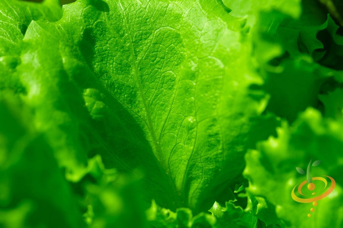 Blonde de Paris lettuce seed packet from SeedsNow, featuring fresh lettuce leaves and green foliage on a garden background.