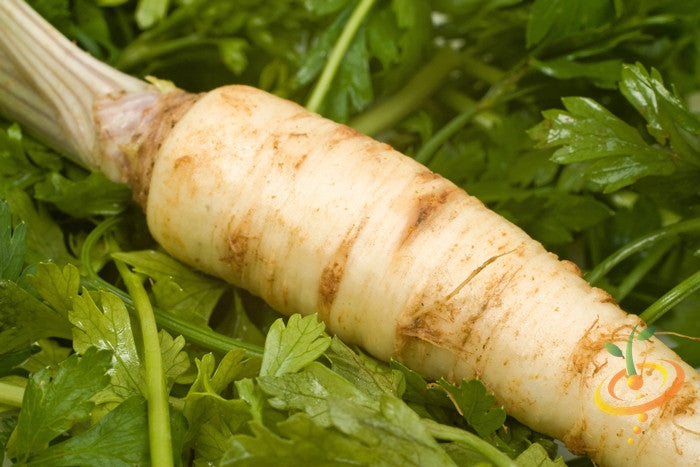 Fresh Snow White carrot seedling, 7-inch long, grown from SeedsNow carrot seeds, with lush green leaves and vibrant white roots.