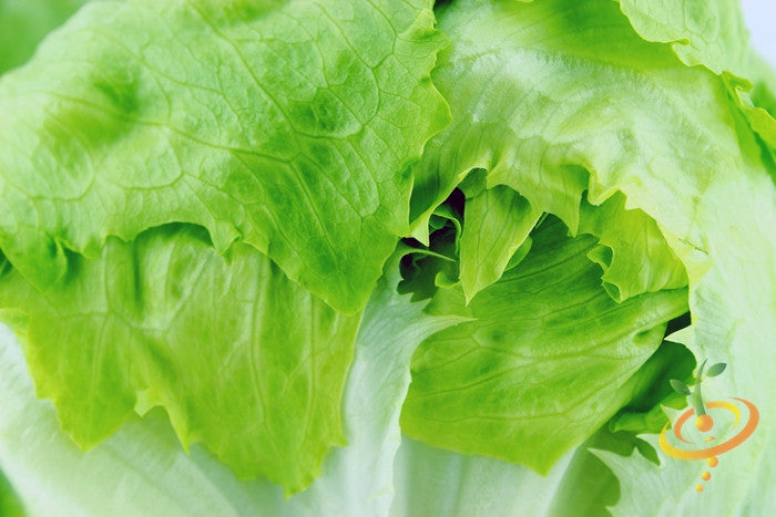 Fresh crisphead lettuce growing from SeedsNow seeds, leafy green vegetable with tightly packed heads in a garden setting.